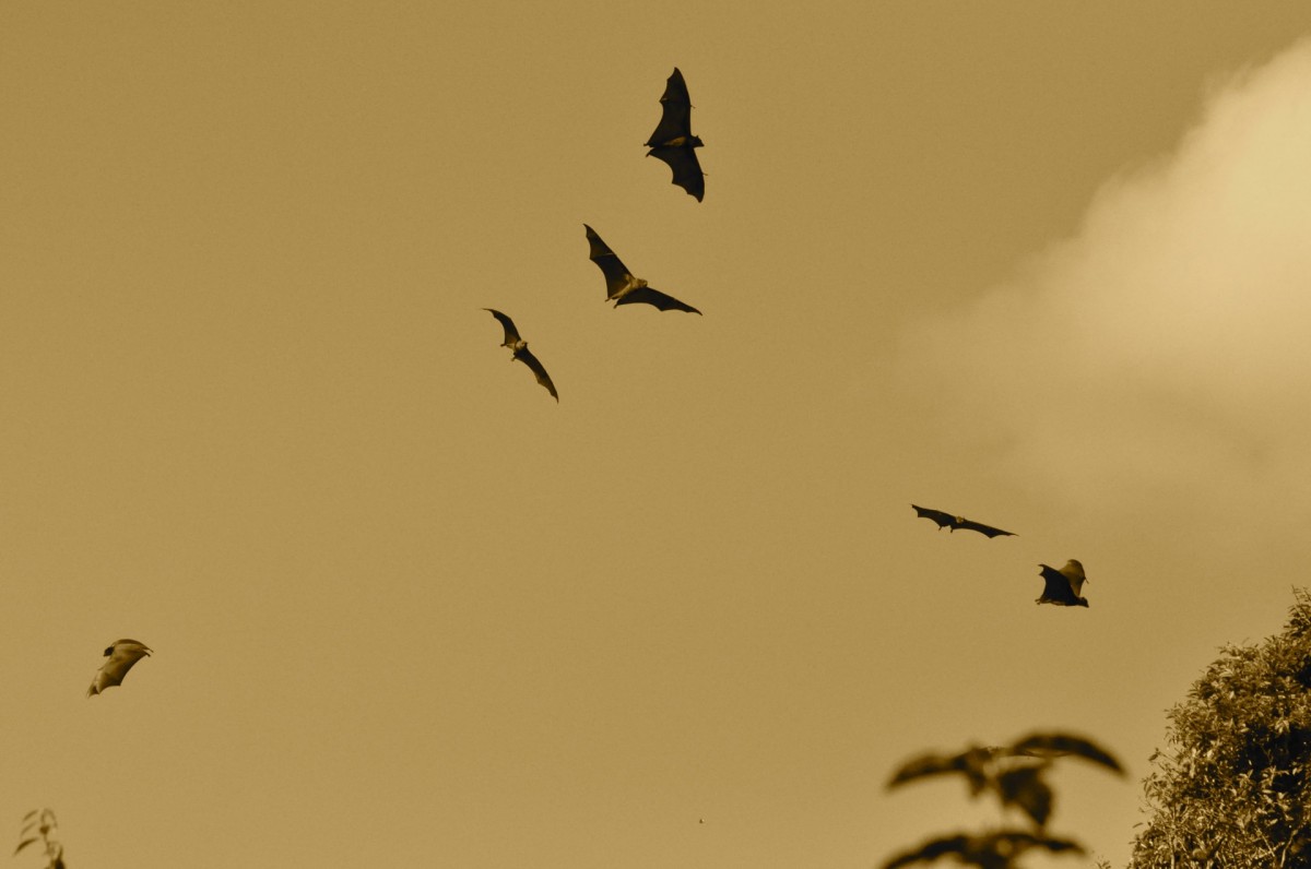Flyvende flagermus