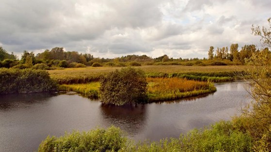 Harrestrup mose - Vestskoven