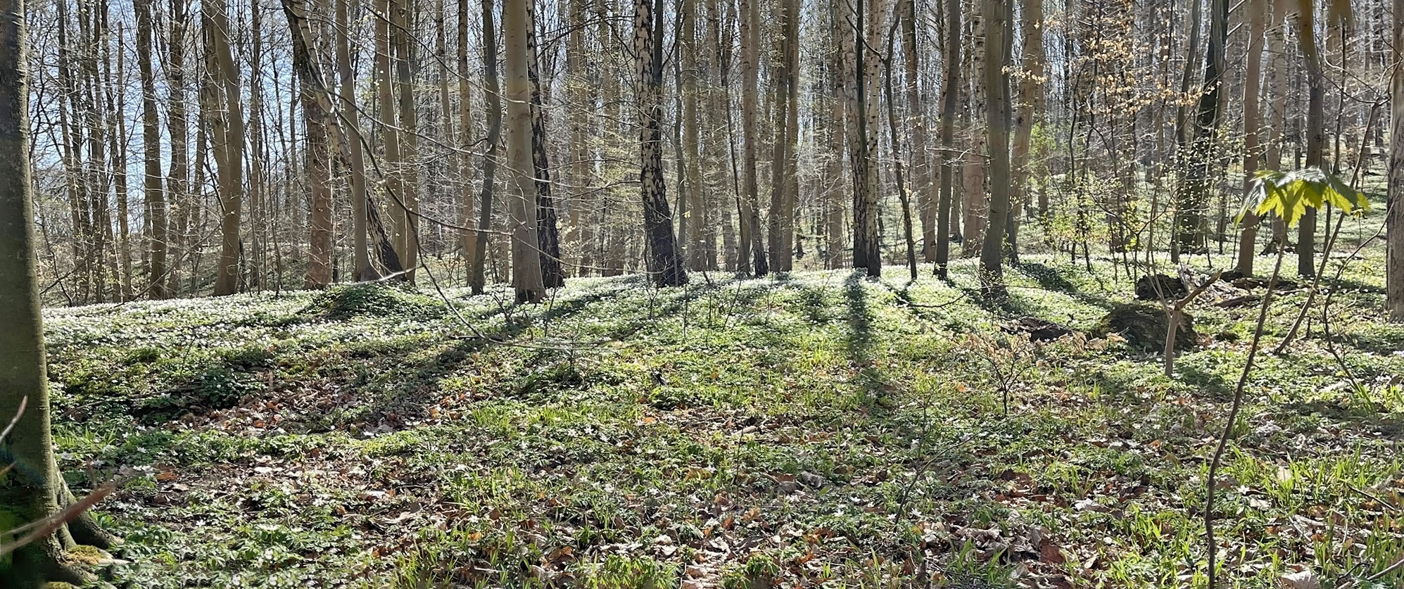 Forår