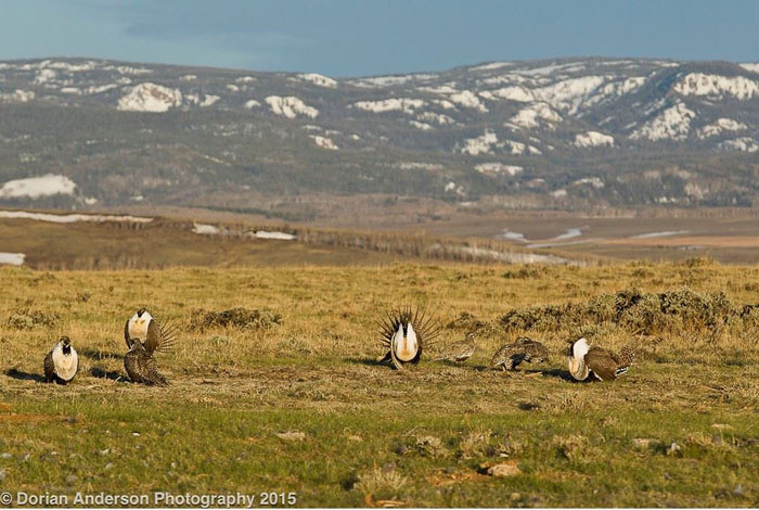  Greater Sage-Grouse