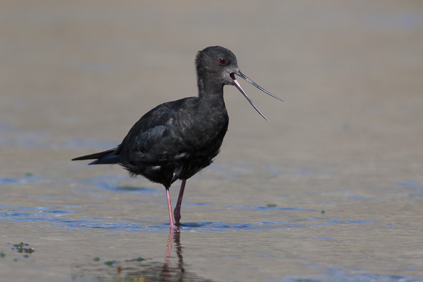 Black-winged Stilt