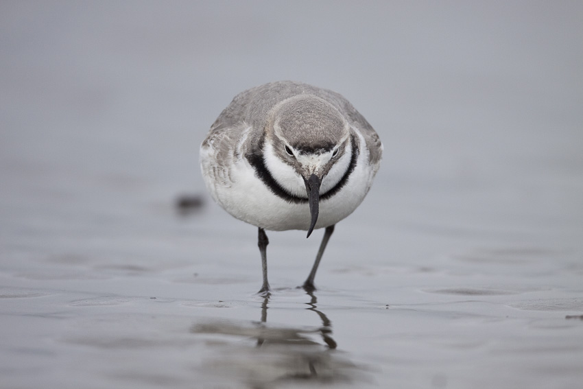 Wrybill