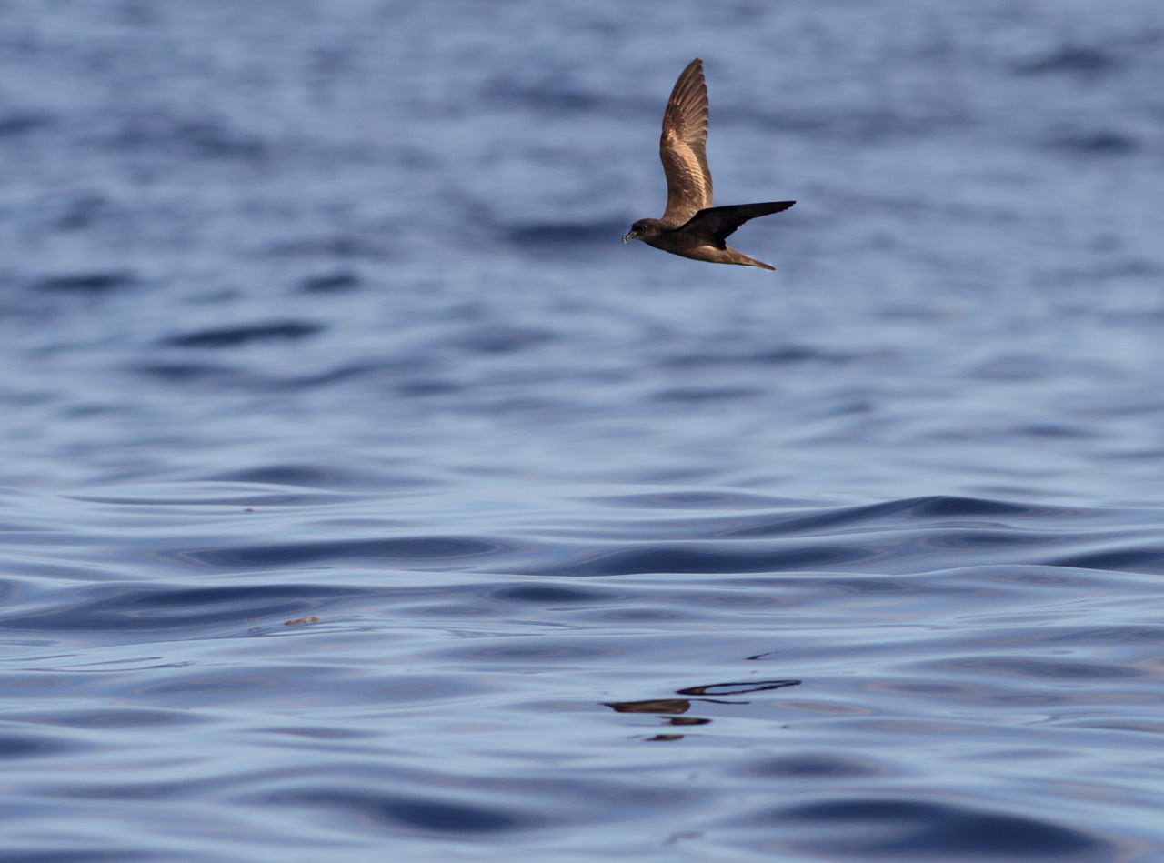 Bulwers petrel