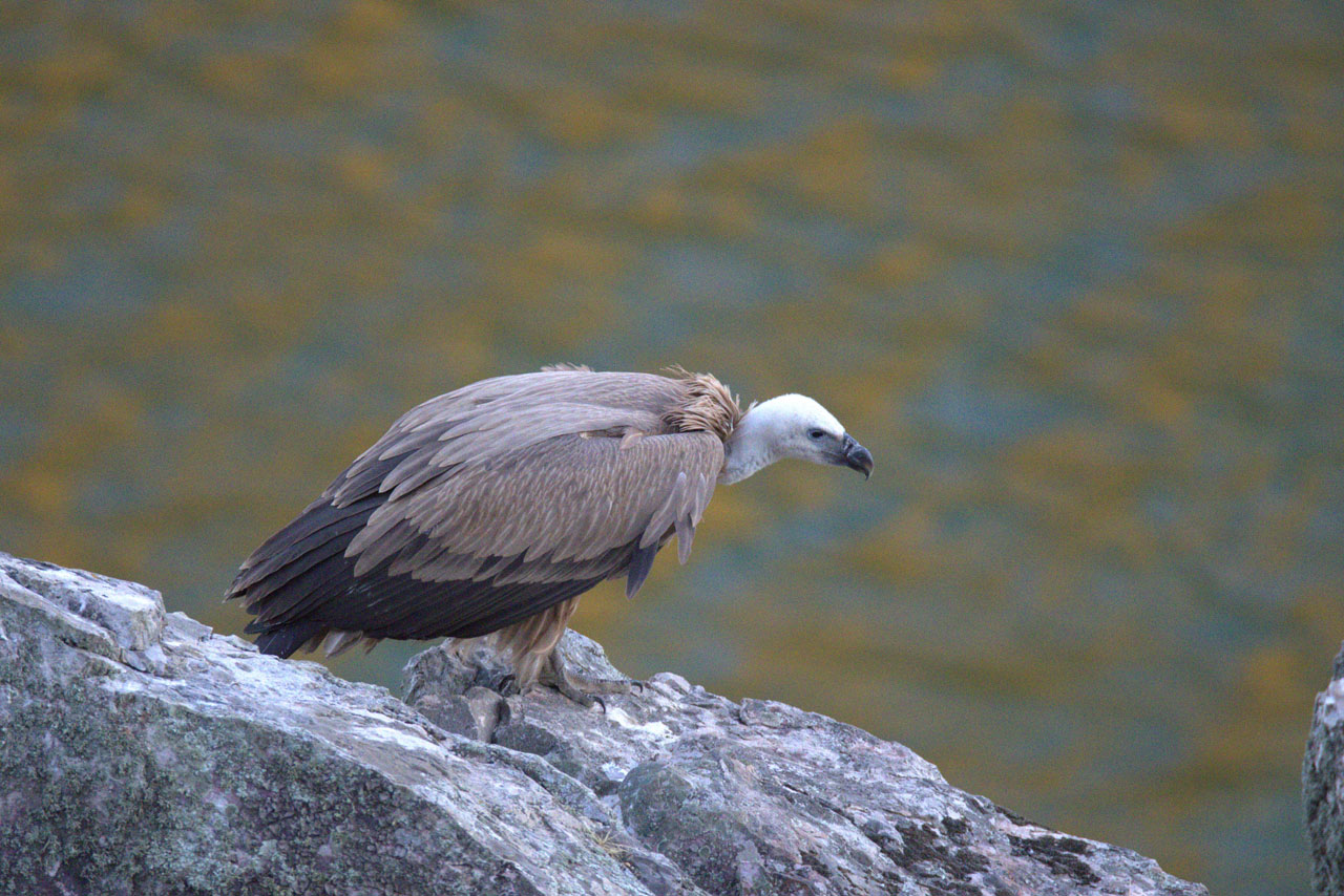 Gåsegrib