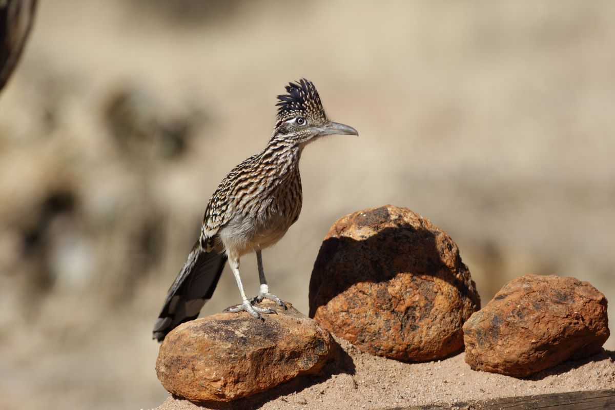 Roadrunner