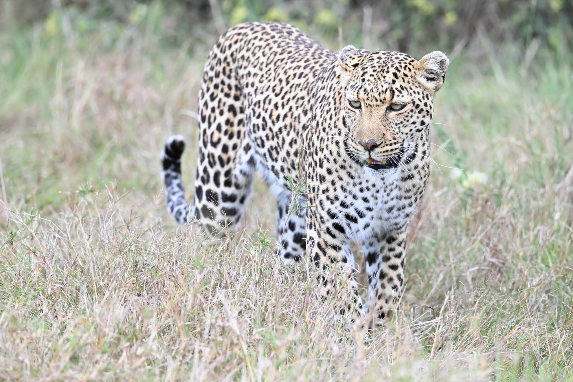 Leopard