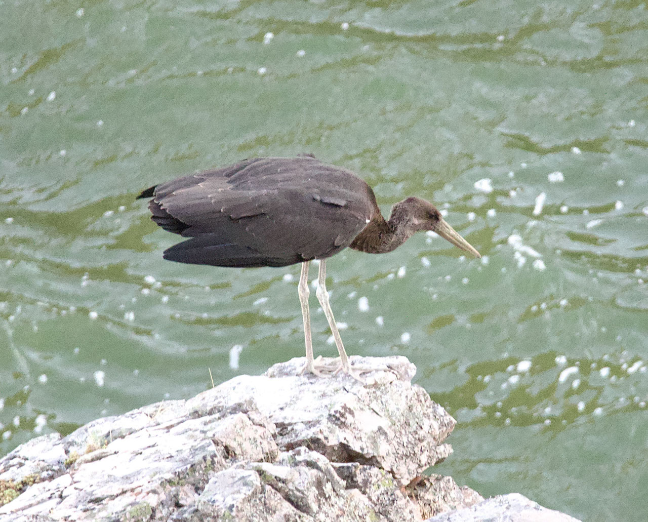 Sort stork