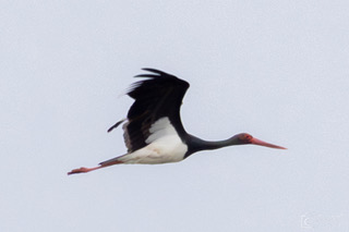 Sort Stork