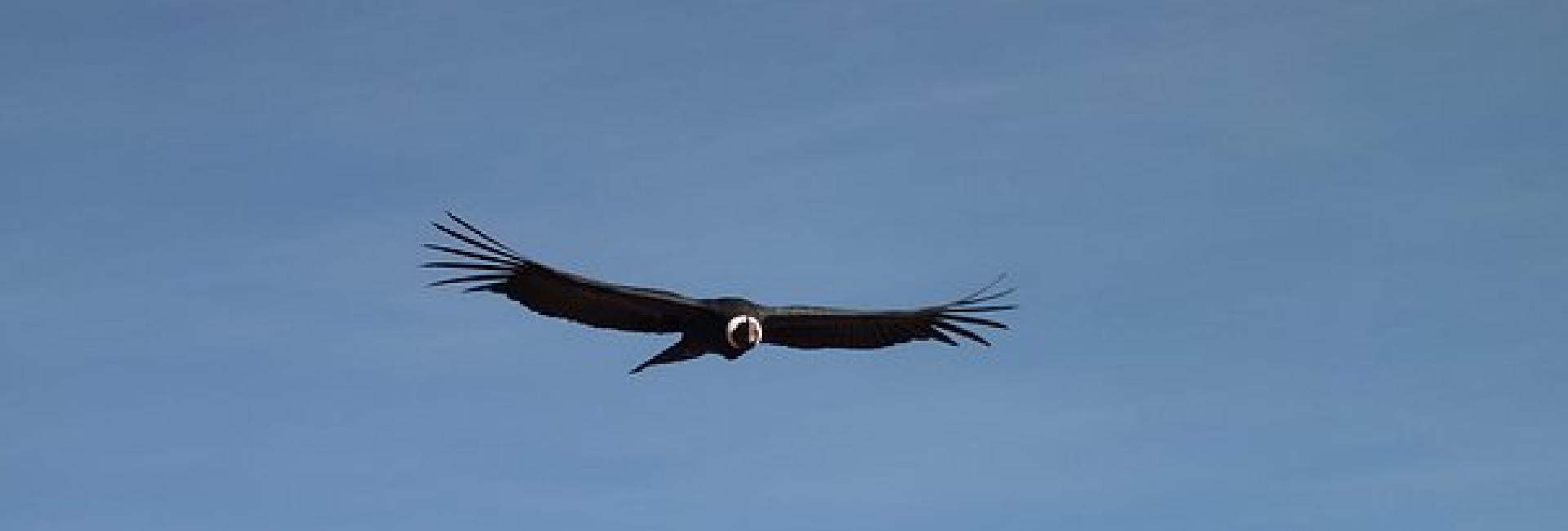 Peru September 2024 DOF Travel   Condor 1 