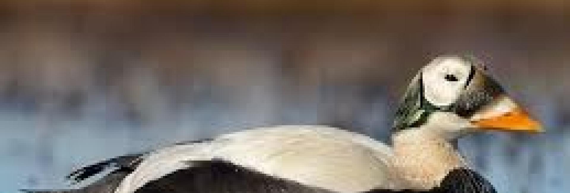 Brilleederfugl