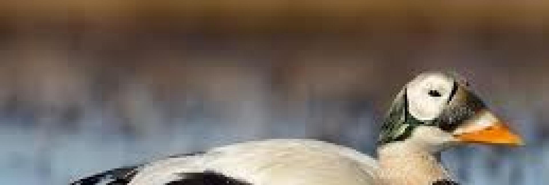 Brilleederfugl