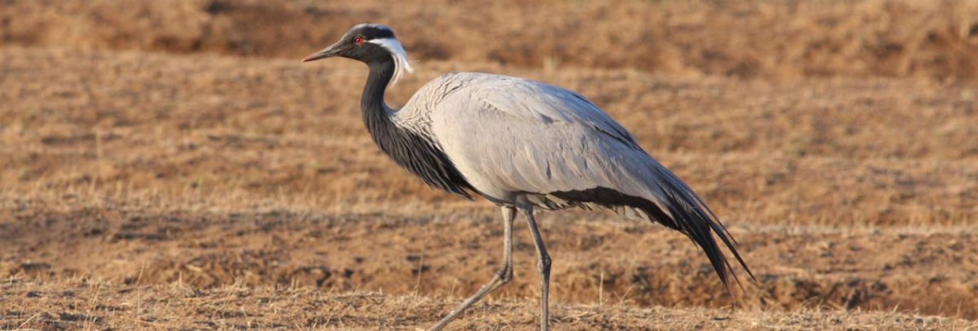 Demoiselle Crane, Khustain Nuruu NP 