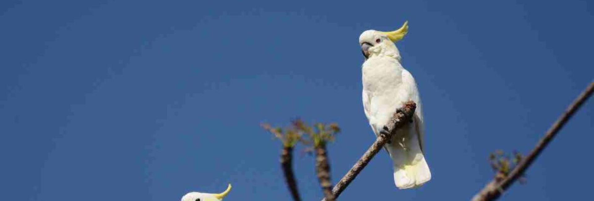 Yellow-crested Cockatoo