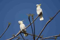 Yellow-crested Cockatoo