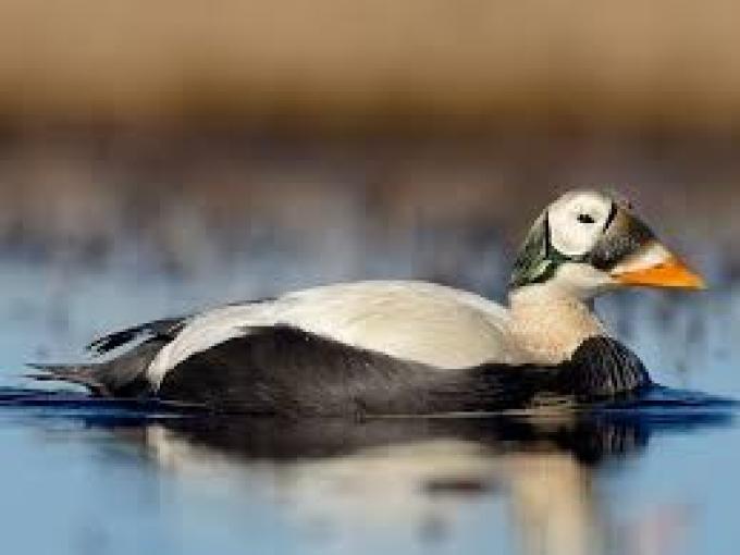 Brilleederfugl Brilleederfugl