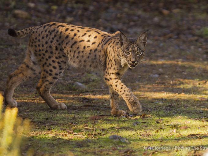 Lynx Los