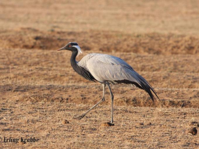 Demoiselle Crane, Khustain Nuruu NP 