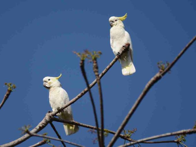 Yellow-crested Cockatoo